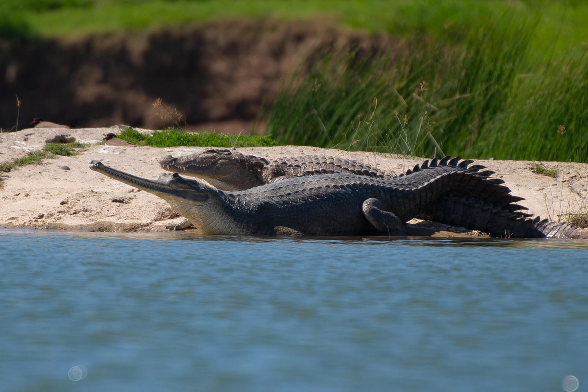 Gharial Conservation 1
