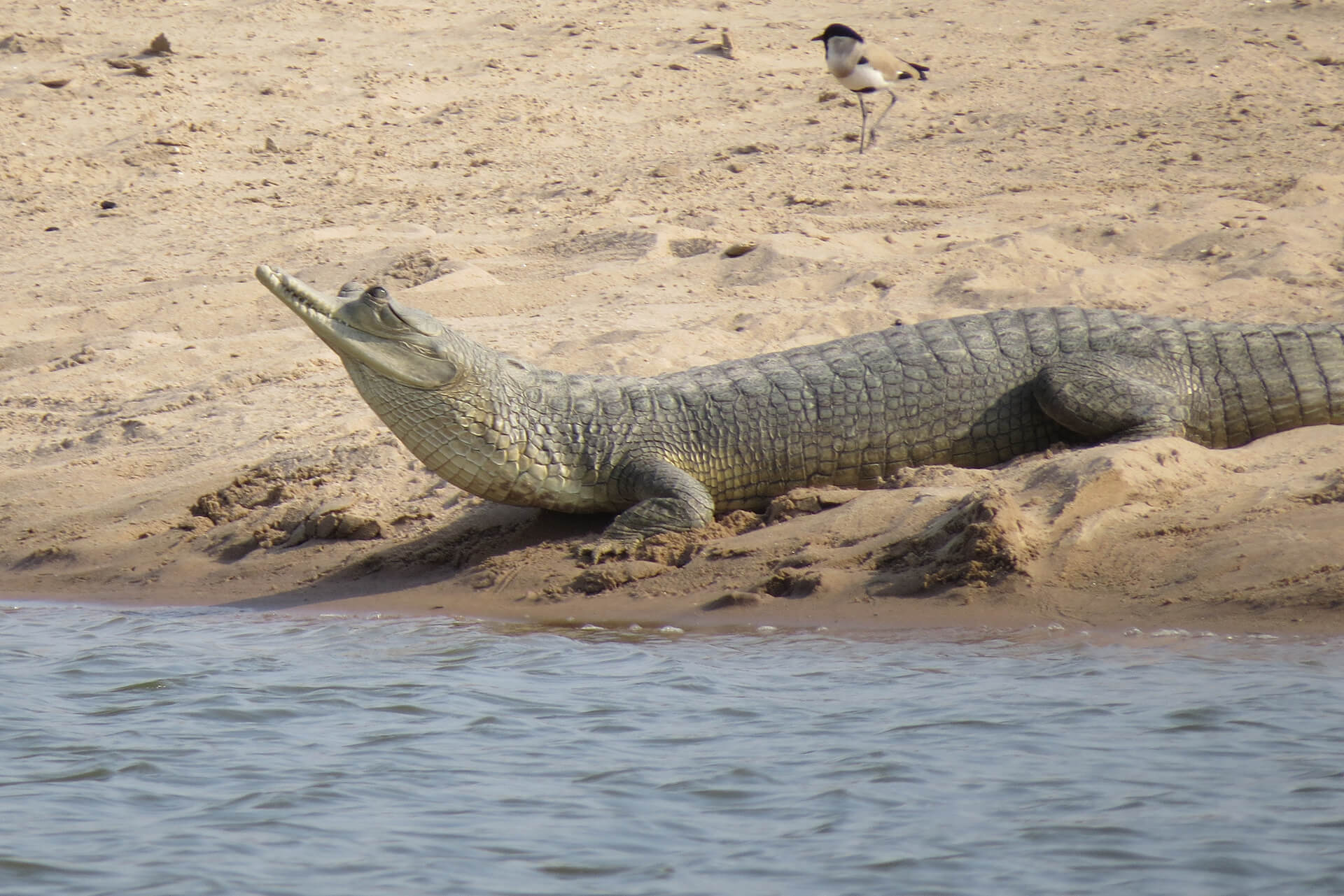 Gharial Conservation 3