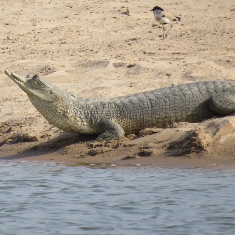 GHARIAL CONSERVATION 1