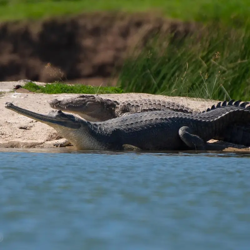 GHARIAL CONSERVATION 3